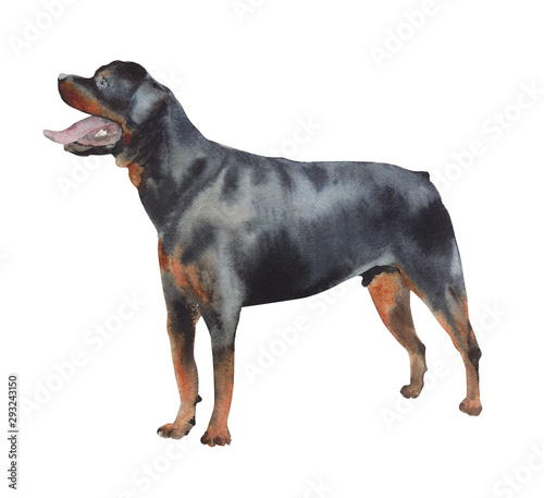 Dog watercolor illustration rottweiler breed pet animal isolated on white background