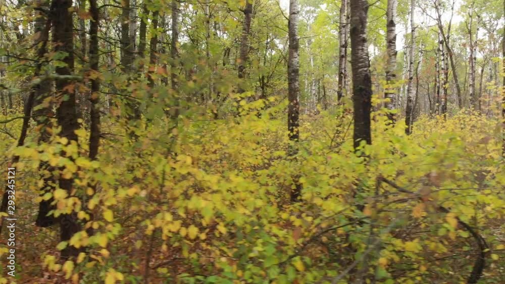 Drone flying sideways through brightly colored trees autumn forest. Leaves are colored yellow and orange. Drone flying sideways through brightly colored trees autumn forest. Leaves are colored yellow and orange.