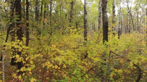 Wallpaper Mural Drone flying sideways through brightly colored trees autumn forest. Leaves are colored yellow and orange. Torontodigital.ca