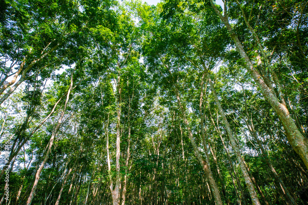 Para rubber plantation tree tropical green forest