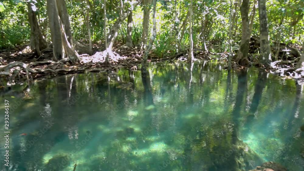 Mangrove and turquoise crystal clear water stream canal with sunlight at Tha Pom Klong Song Nam mangrove wetland, Krabi, Thailand. Panning left. Mangrove and turquoise crystal clear water stream canal with sunlight at Tha Pom Klong Song Nam mangrove wetland, Krabi, Thailand. Panning left.