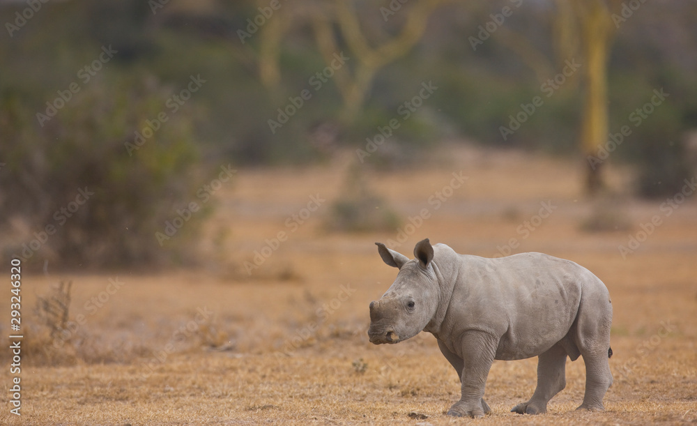 Fototapeta premium Rinoceronte blanco, Reserva Solio Ranch, Kenia, Africa