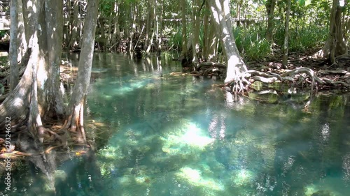 Mangrove and turquoise crystal clear water stream canal with sunlight at Tha Pom Klong Song Nam mangrove wetland, Krabi, Thailand. Zooming in. photo