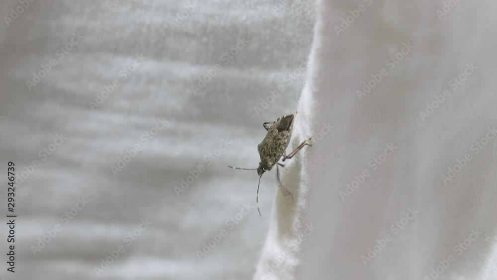 Stink bug crawling on a bed, high detail 4k
