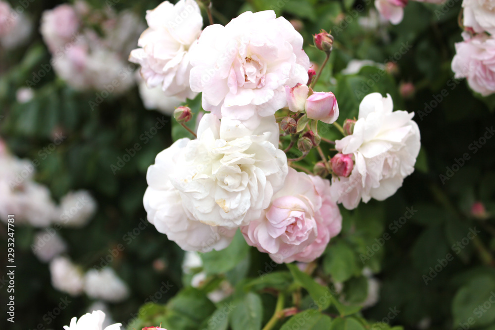 close up of white roses