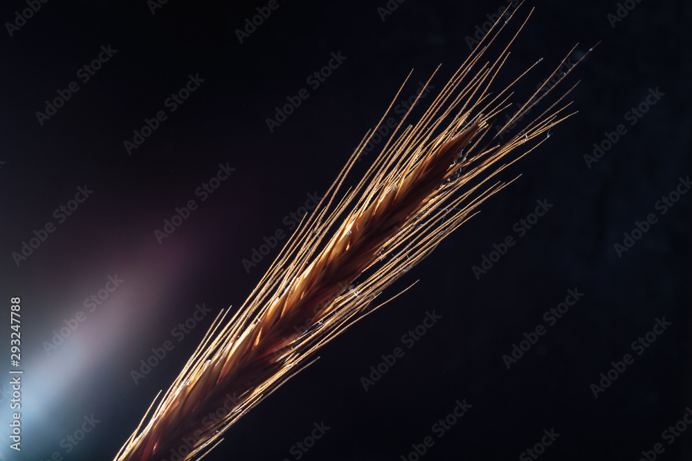Spikelet of wheat on a black stone. Background, texture. Close-up Spikelet of wheat on a black stone. Background, texture. Close-up