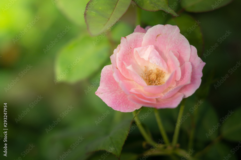 Roses in the garden Roses in the garden