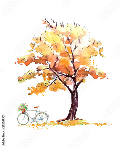 Oak in autumn and bicycle.Deciduous tree.Watercolor hand drawn illustration.White background.