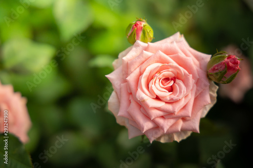 Roses in the garden