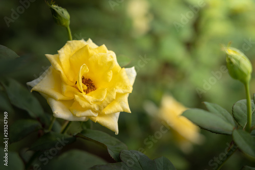Roses in the garden