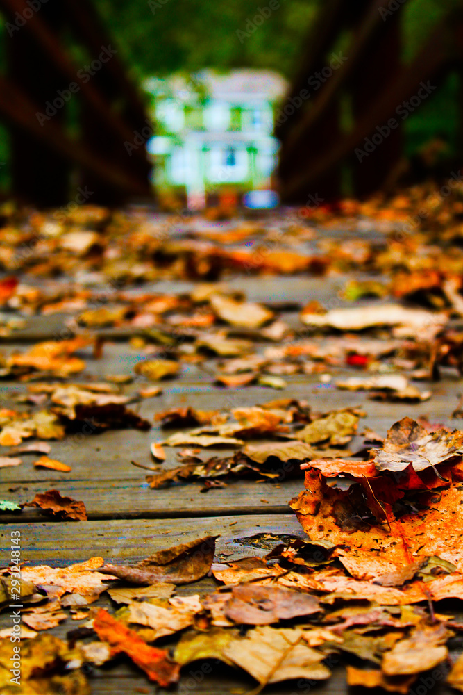 Autumn Leaves in the Park