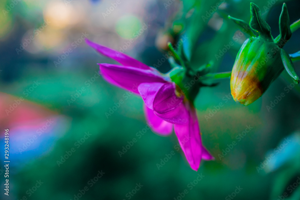 hermosa flor de agua con pétalos grande color rosado enfocado de colores  vivos y naturales verde amarillo Stock Photo | Adobe Stock
