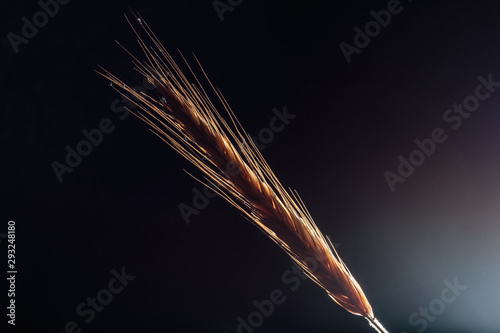 Spikelet of wheat on a black stone. Background, texture. Close-up