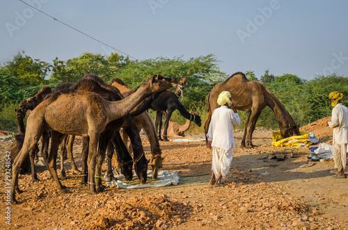 Indian people and camels at Pushkar Camel Fair (Pushkar Mela) in Pushkar, Rajasthan, India