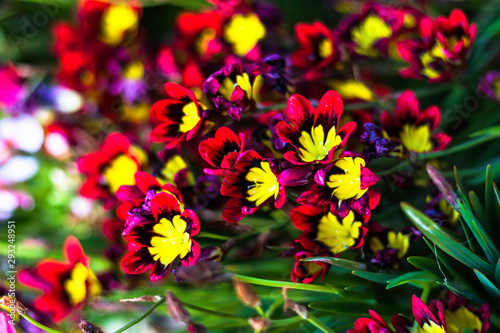 red Sparaxis tricolor flowers group in the garden long stalk