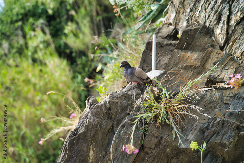 A gray dove sits on a mountain ledge