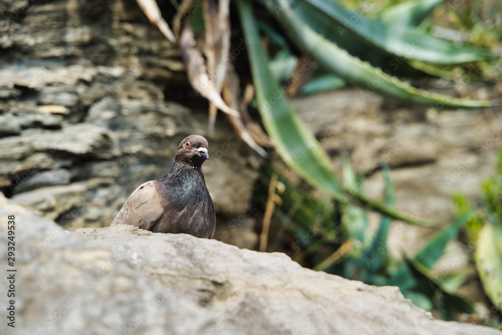 A gray dove sits on a mountain ledge