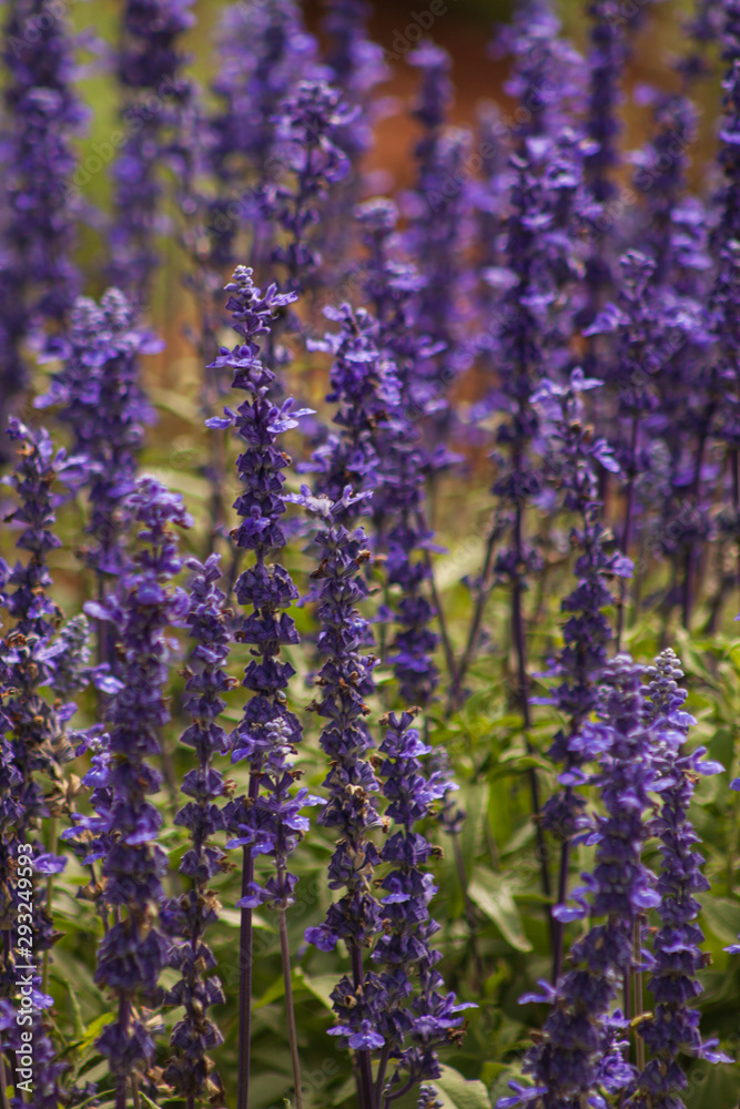 Naklejka premium Flores Coloridas