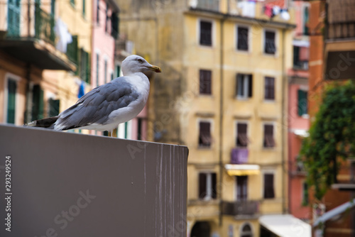 Obraz na płótnie A seagull sits on the ledge of a house, blurred background of the legurian village of Riomaggiore, Cinque Terre, Italy w salonie