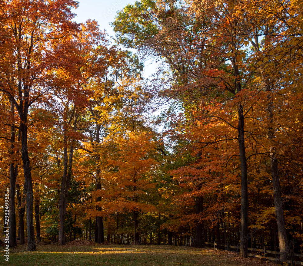Fototapeta premium drzewa w pełnym kolorze liści jesienią