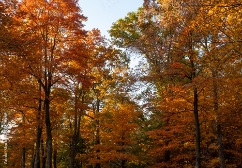 trees in full foliage color in the fall