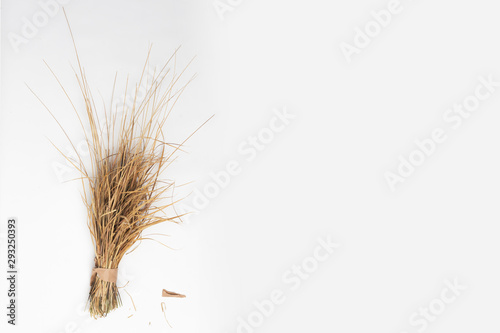 sorgo decorativo