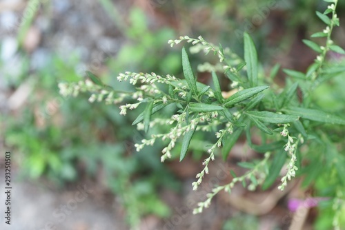 Japanese mugwort flowers / In Japan, the rice cake with the leaves of mugwort (yomogi)  is called Yomogimochi. But a flower causes hay fever. © tamu