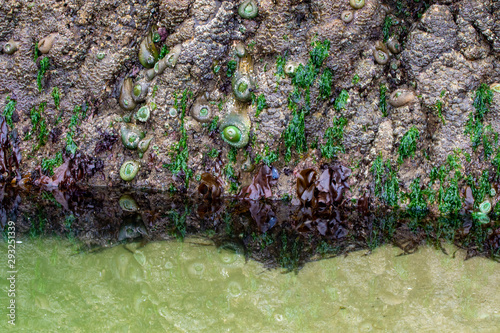 Giant green anemones on Cannon beach, Oregon photo