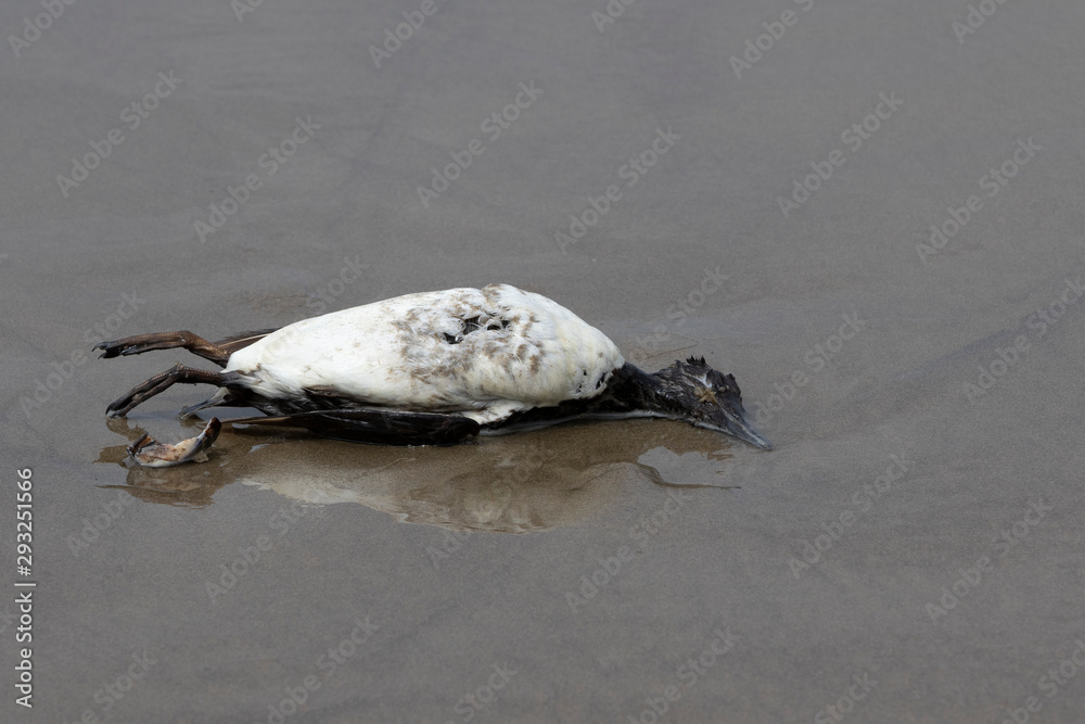 Fototapeta premium Dead cormorant on a sandy beach. Cannon beach, Oregon