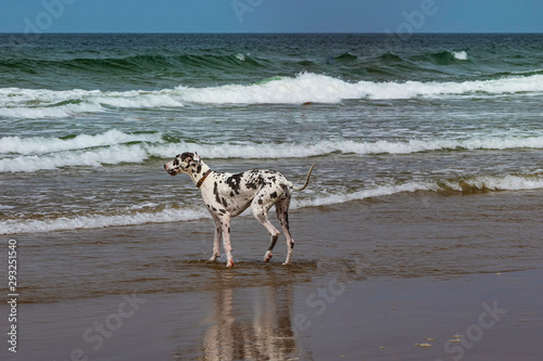 Dalmatian Dog playing at the Cannon beach, Oregon