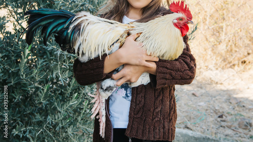 child holding rooster in hands. child holding chicken in hands