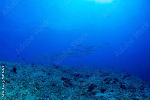 Wallpaper Mural パラオ_ペリリュー_スキューバダイビング Torontodigital.ca