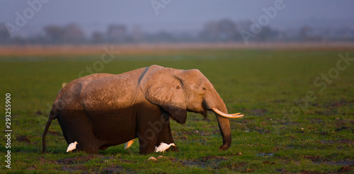 Elefante africano  Parque Nacional de Amboseli  Kenia  Africa