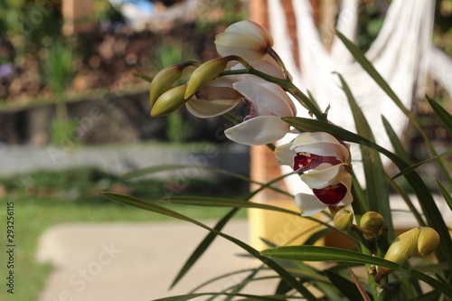 flowers in the garden