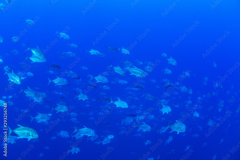 Obraz premium パラオ_ペリリュー_スキューバダイビング