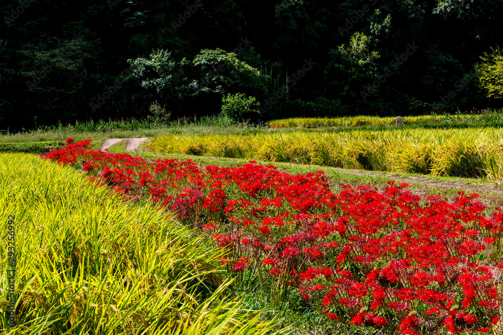田染荘の彼岸花