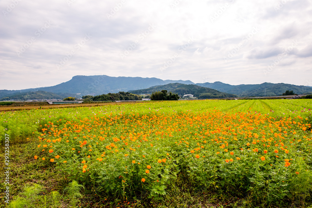 三光のコスモス