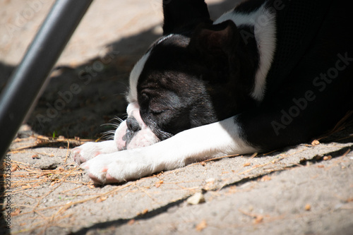 sleeping boston terrier