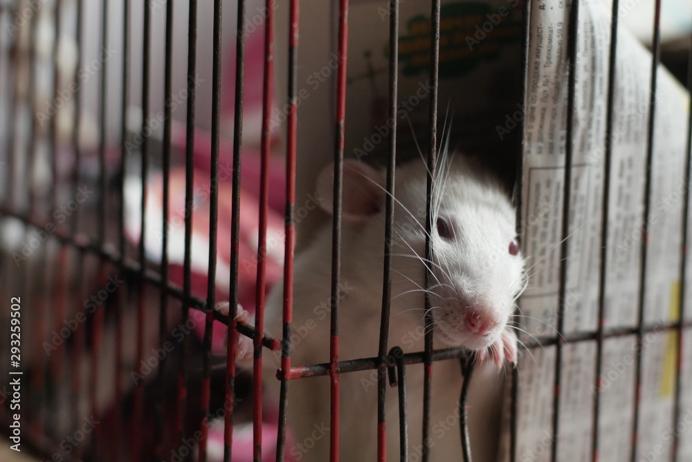 Obraz premium White rat looking in a cage