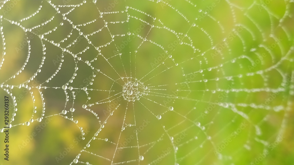Fototapeta premium spider web with dew
