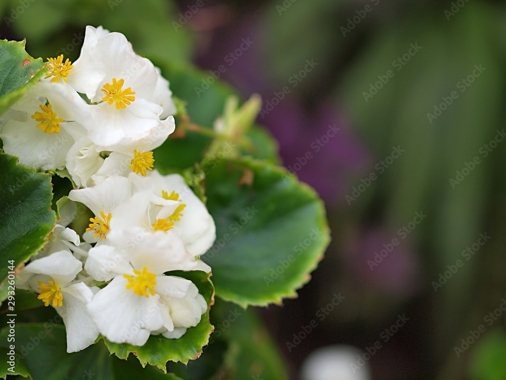 白いベゴニアの花 Stock Photo Adobe Stock