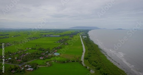 Wallpaper Mural Flying above green paddy fields on agricultural farmland at seaside. Rice plantation field on the ocean shore in cloudy day. Torontodigital.ca