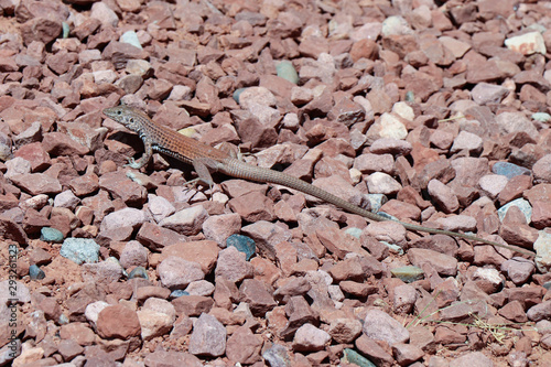 Great Basin Whiptail Lizard in Monument Valley photo