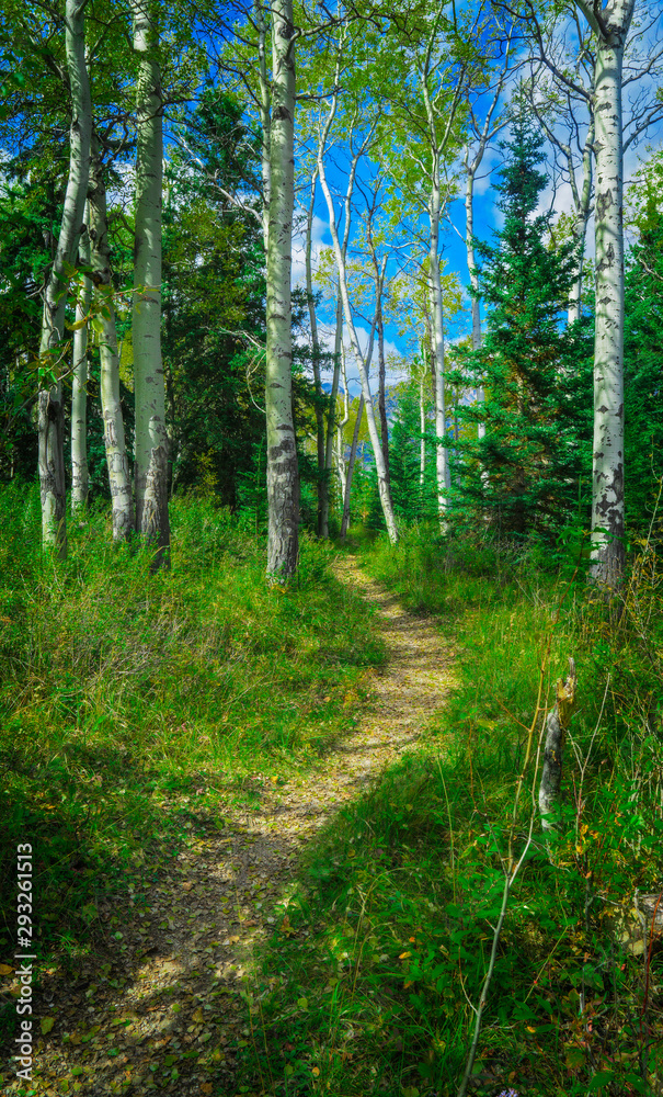 Mountain Path Through Aspen Woods Mountain Path Through Aspen Woods