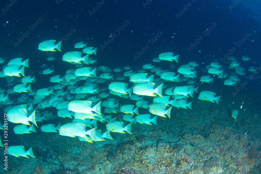 Fototapeta premium パラオ_ペリリュー_スキューバダイビング