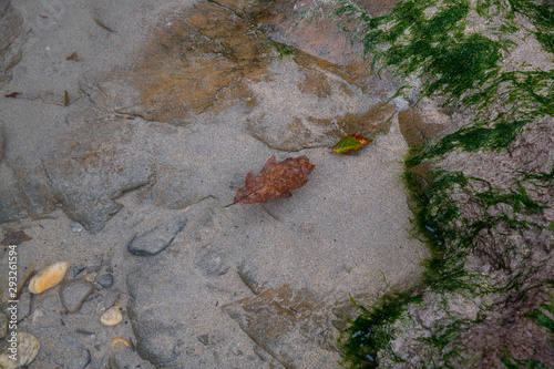 A copper coloured autumnal oak leaf floating in a tidal pool in Cornwall