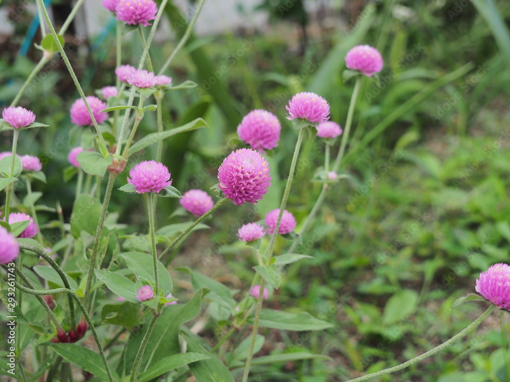 ピンク色の花 ピンク色の花