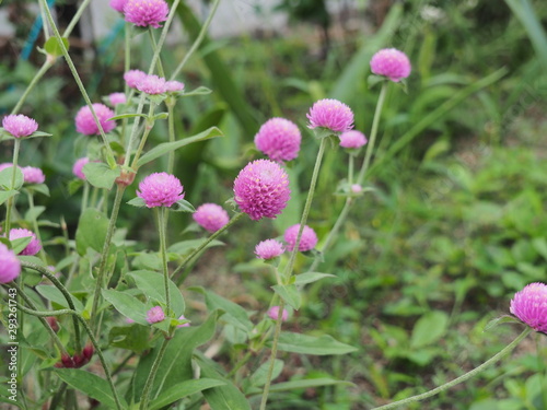 ピンク色の花