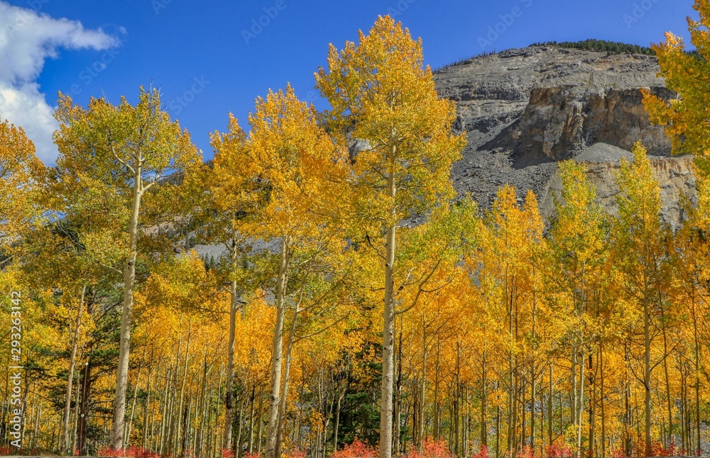 Fototapeta premium Autumn in the Colorado Rocky Mountains