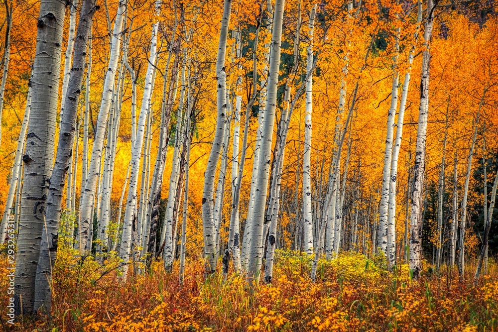Obraz premium Colorado Aspen Trees